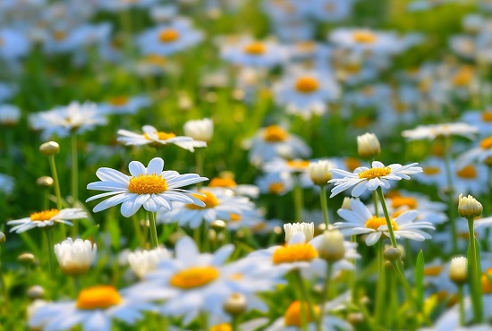 بهره گیری از خواص بابونه در بادی اسپلش الگانت سی گل 