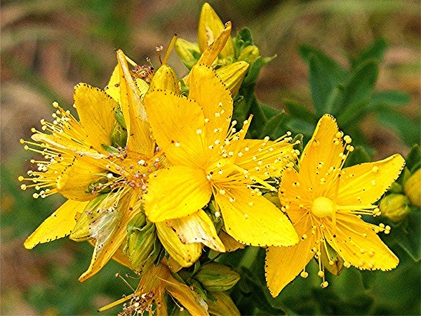 بهره گیری از عصاره گل راعی در قطره ضد استرس هایپیران 