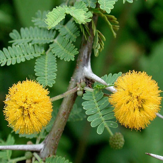 بهره گیری از عصاره ملین آکاسیا در شربت نی نی لاکس 
