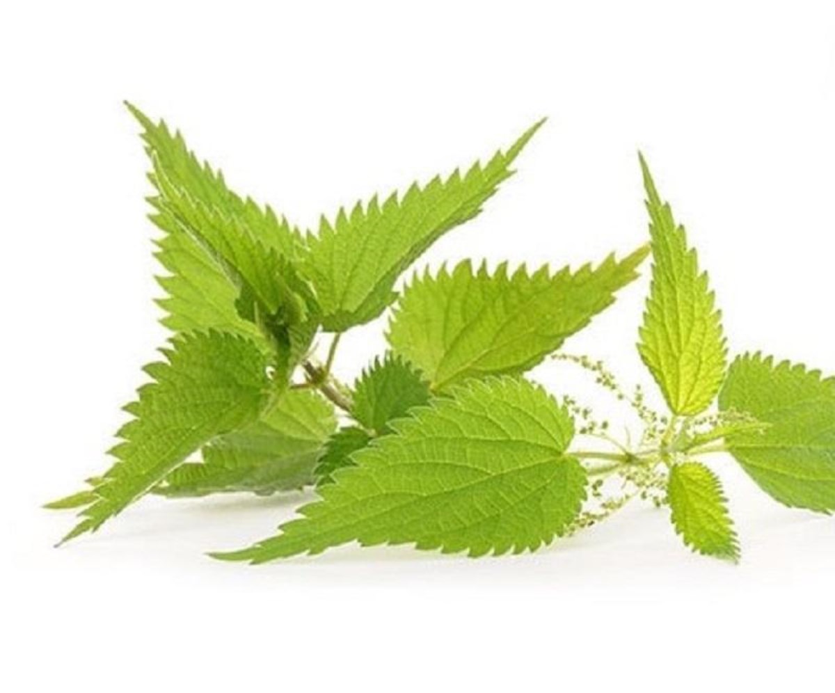 بهره گیری از عصاره گیاه گزنه در محلول اورتیکا زردبند